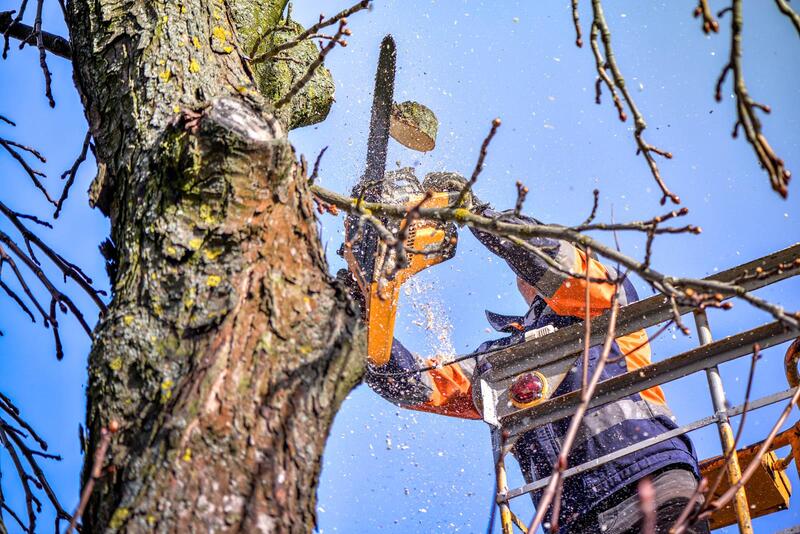 An image of Tree Trimming/Pruning Services in Florin CA