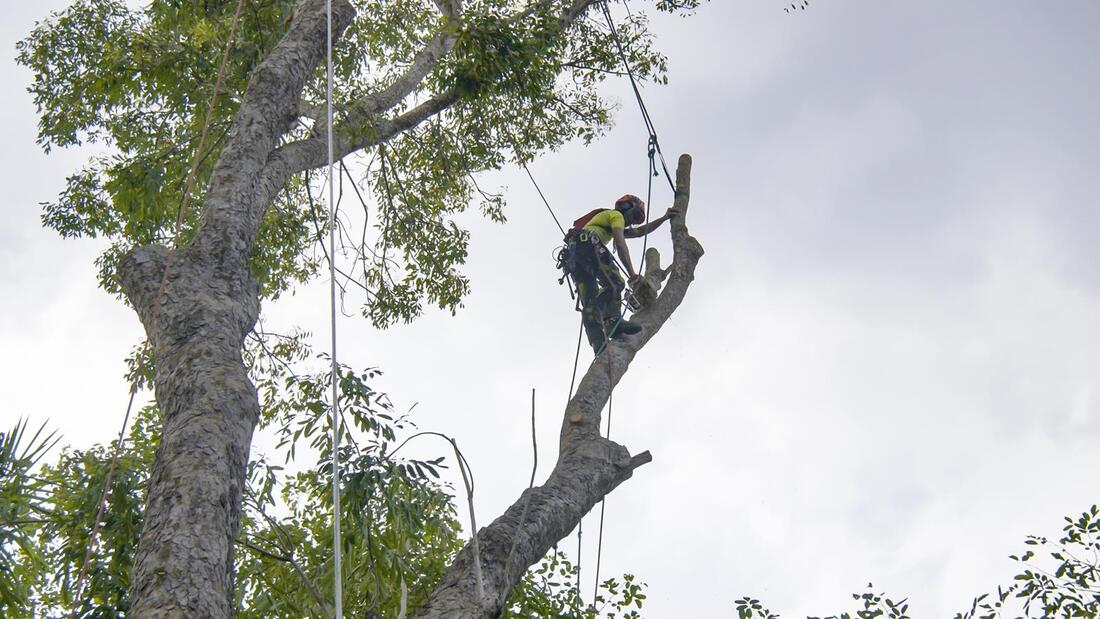 An image of Tree Service Company in Florin CA