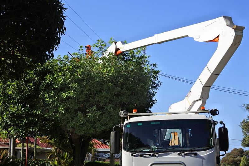 An image of Tree Removal in Florin CA
