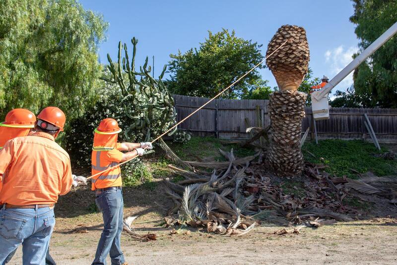 An image of Tree Removal Services in Florin CA
