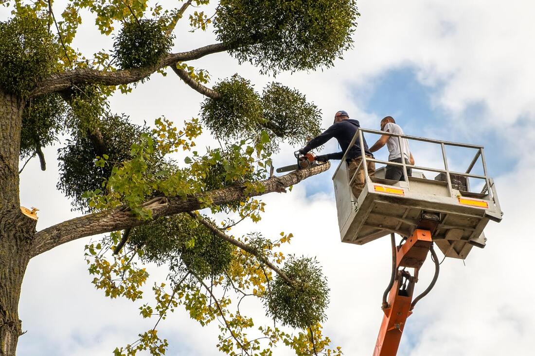 An image of Tree Trimming/Pruning Services in Florin CA